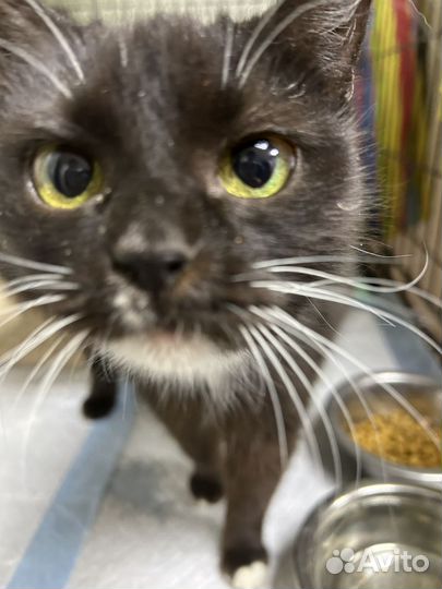 Коты и кошки