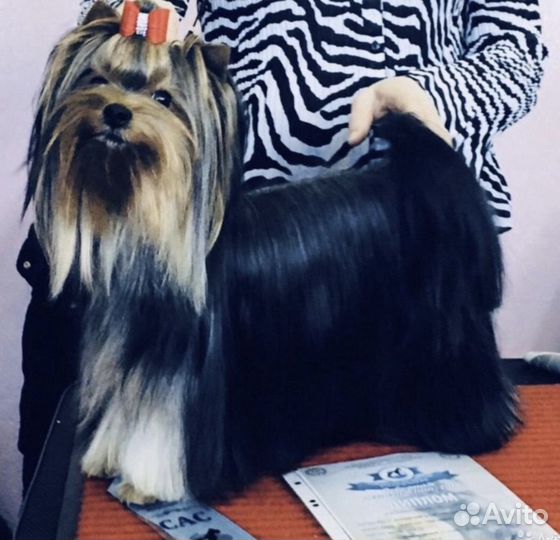 Йоркширский терьер