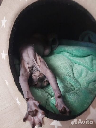 Продам сфинкса