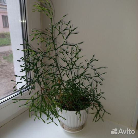 Фикус Тинеке, Диффинбахия, хатиора, бегония, Юкка