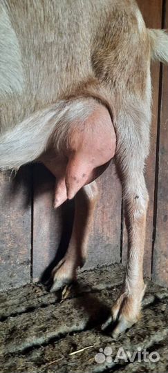 Нубийские козы