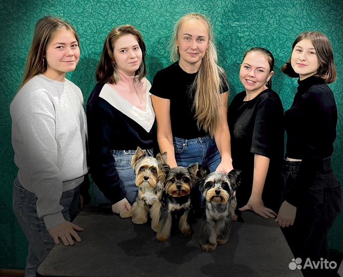 Стрижка кошек и собак Бесплатно