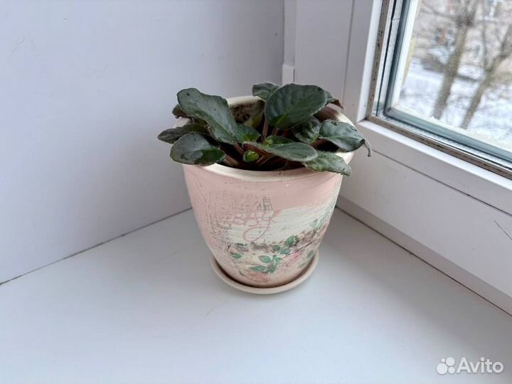 Фиалка сенполия в керамическом горшке