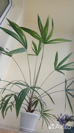 Пальма веерная