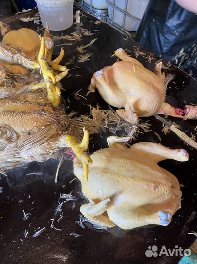 Куры бройлеры