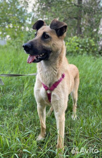 Метис малинуа из приюта в дар