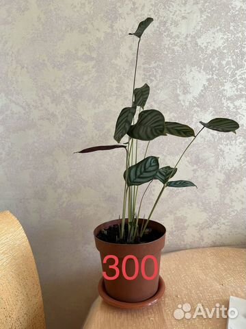 Комнатные цветы