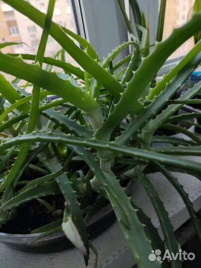 Алоэ столетник