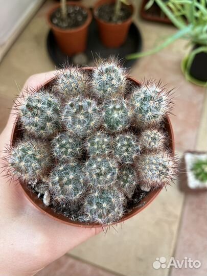 Кактусы и суккуленты