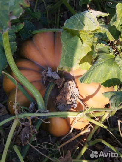 Тыква оптом