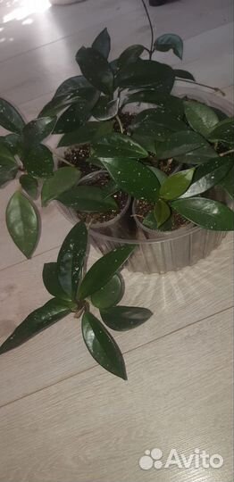 Комнатные растения цветы