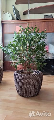 Растения комнатные: Фикусы, замиокулькас