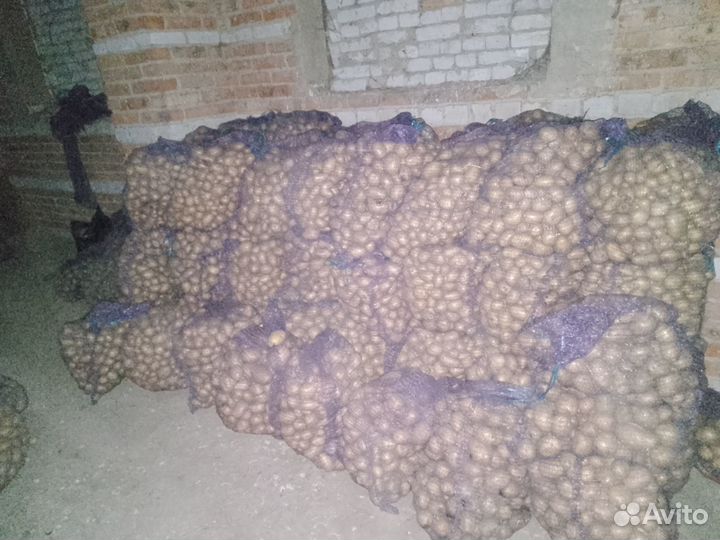 Продам семена картофеля сорт Гала