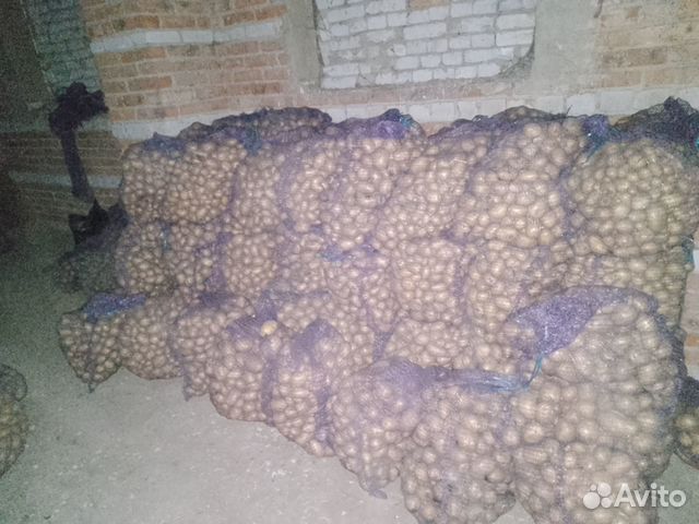 Продам семена картофеля сорт Гала