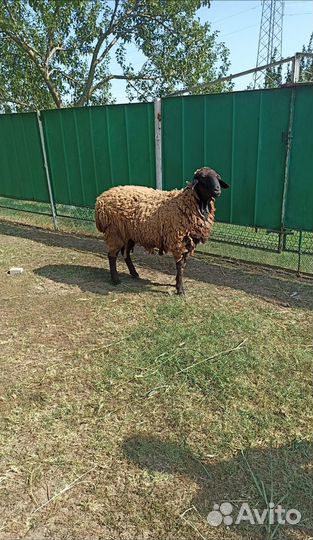 Продам барана
