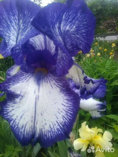 Ирисы бородатые