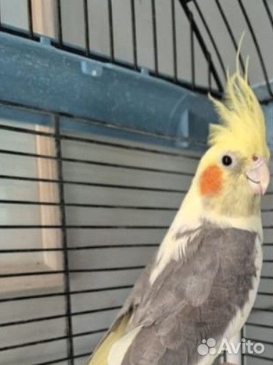 Попугай карелла