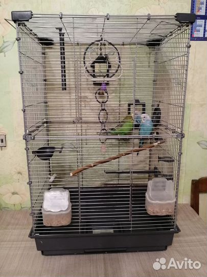Клетка с попугаями