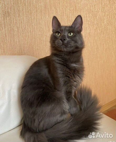 Серый пушисиый котенок нибелунг с тяжелой судьбой