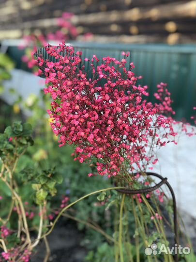 Многолетние цветы