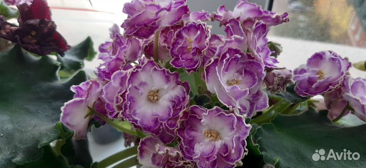 Укорененные черенки фиалок