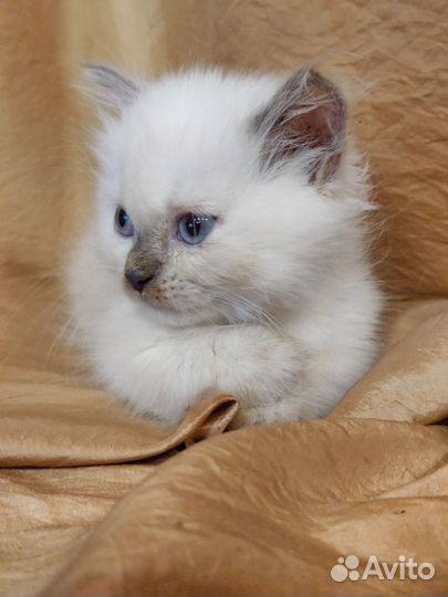 Девочка Манчкин стандарт бронь