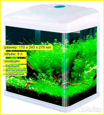 Аквариум barbus