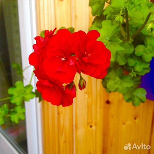 Пеларгония герань