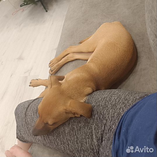 Собака щенок 6 мес