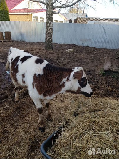 Телочка от джерси