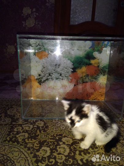 Новый аквариум