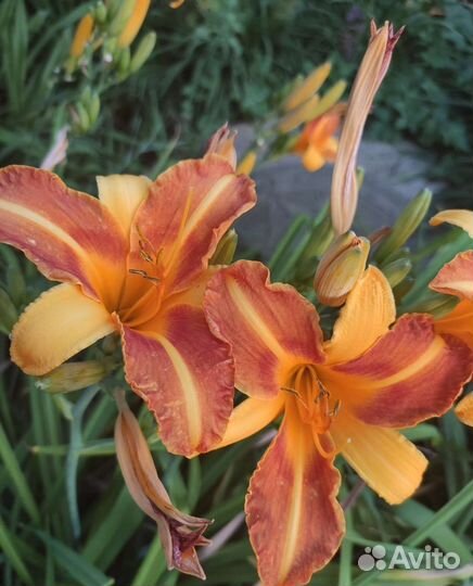 Многолетние растения для сада