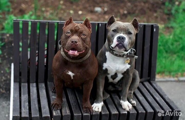 Передержка для собак