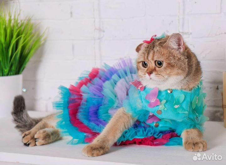 Котята шотландские