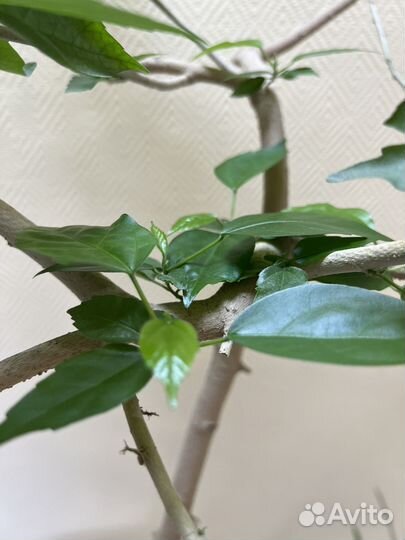 Роза китайская гибискус