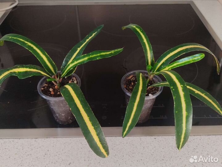 Кротон Виктория голден белл