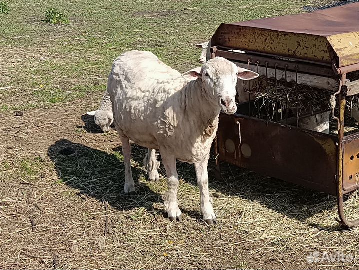 Баран на племя