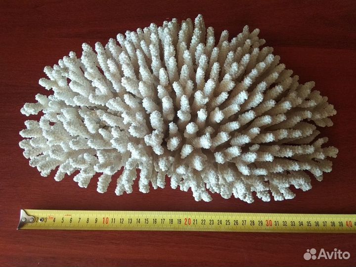 Коралл большой натуральный 40*27 см