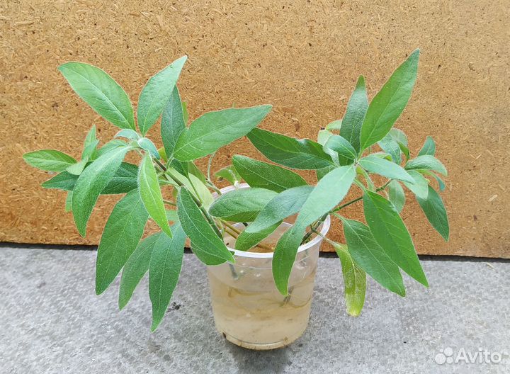 Руэллия, комнатное растение, черенки с корнями