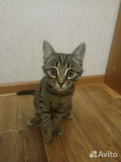 Дворняжка кошка