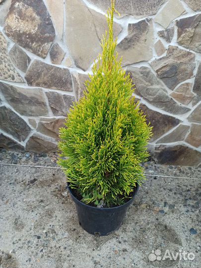 Хвойные растения