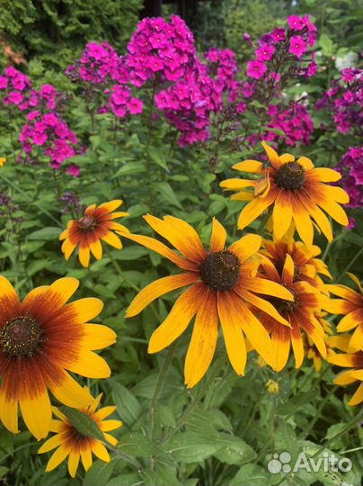 Растения, саженцы, отростки для сада - огорода