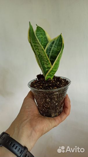 Разные цветы