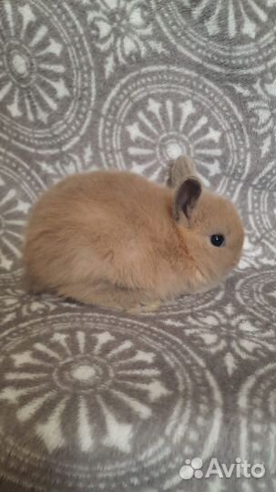 Мини карликовый кролик