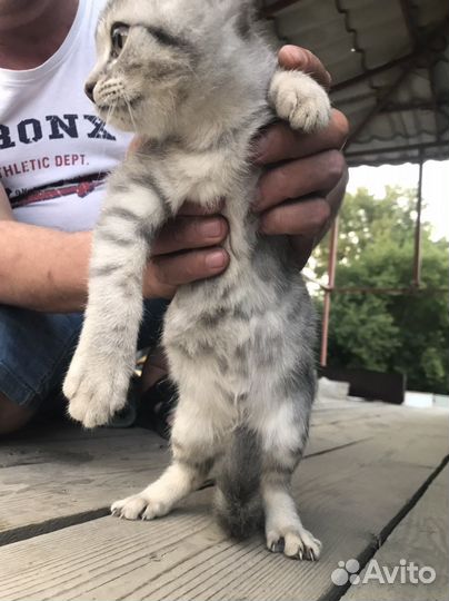 Найден котенок девочка