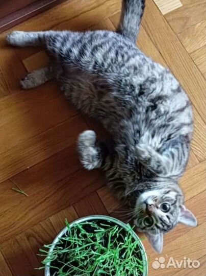 Зеленоглазая кошечка