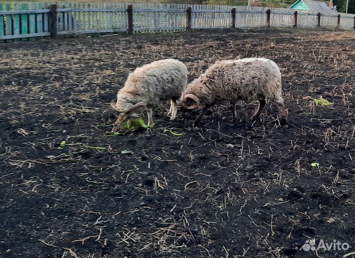 Продажа баранов