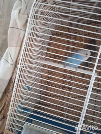 Птенцы волнистый попугай