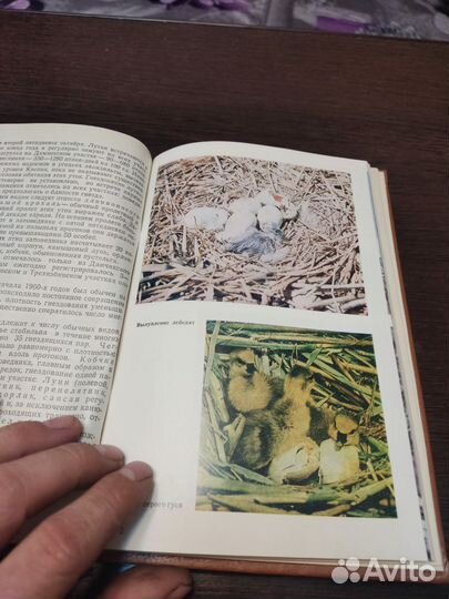 Астраханский заповедник Г. А кривоносова