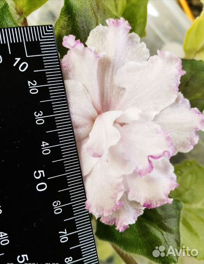 Фиалки детки